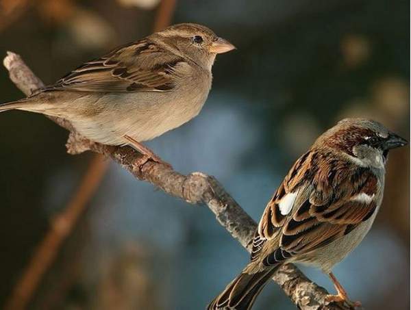 Chim sẻ đã tiến hóa như thế nào trong xã hội loài người? 3