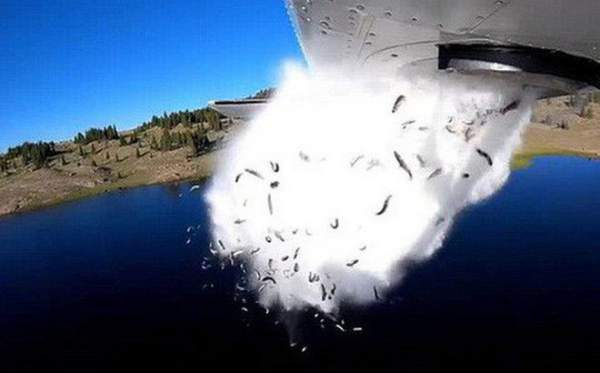 Đàn cá hồi hàng nghìn con được máy bay đổ xuống hồ