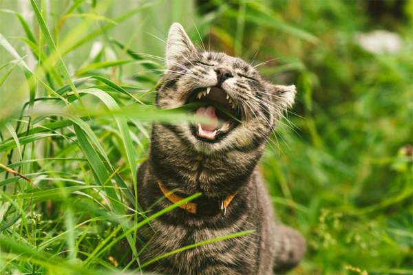 Là động vật ăn thịt nhưng tại sao nhiều boss mèo lại thích ăn cỏ?