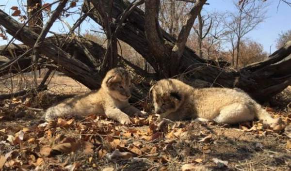 Cận cảnh 2 sư tử con đầu tiên trên thế giới được sinh ra trong ống nghiệm 2