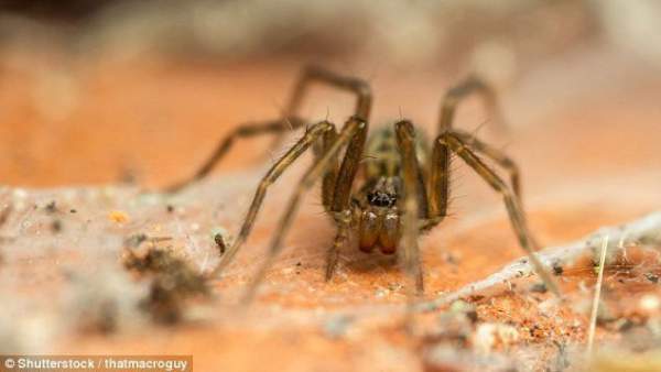 Khoa học mới xác định được thời điểm nhện dễ xuất hiện nhất trong nhà
