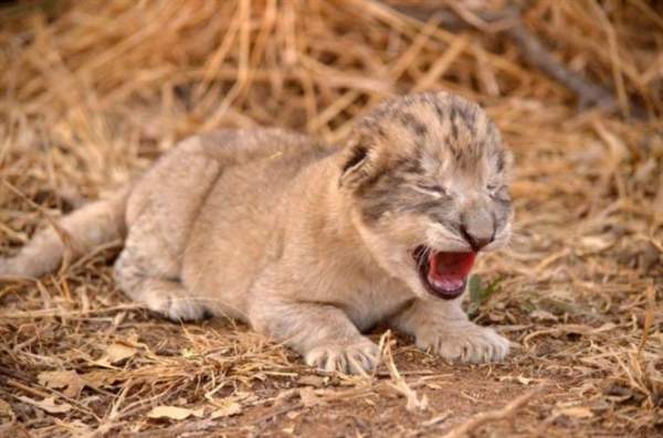 Cận cảnh 2 sư tử con đầu tiên trên thế giới được sinh ra trong ống nghiệm