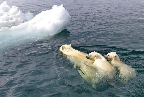 Vì sao mỗi năm lại có hàng chục nghìn con hải mã mắc kẹt trên bãi biển Alaska? 3