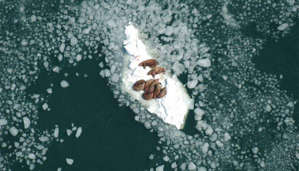 Vì sao mỗi năm lại có hàng chục nghìn con hải mã mắc kẹt trên bãi biển Alaska? 2