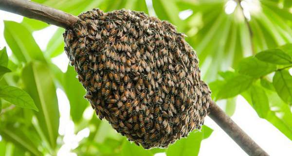 Các cụm ong mật vượt qua việc bị gió thổi bằng cách nào?