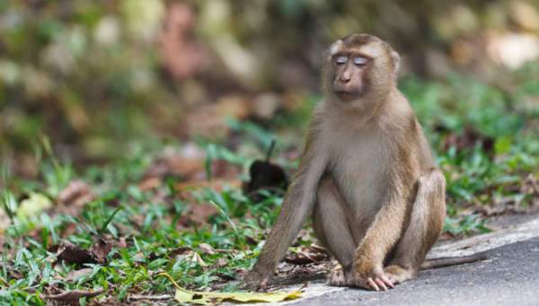 Khám phá loài khỉ có đuôi như lợn, vô cùng quý hiếm ở Việt Nam 5
