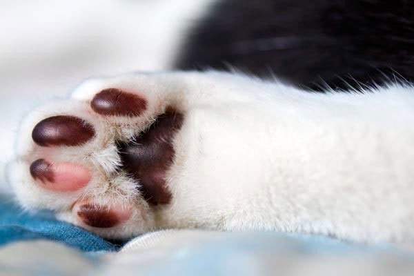 7 sự thật khiến bạn ngã ngửa về đôi chân ngọc ngà của các boss mèo 3