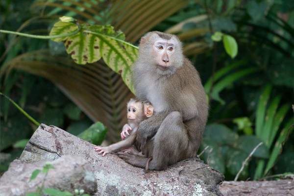 Khám phá loài khỉ có đuôi như lợn, vô cùng quý hiếm ở Việt Nam