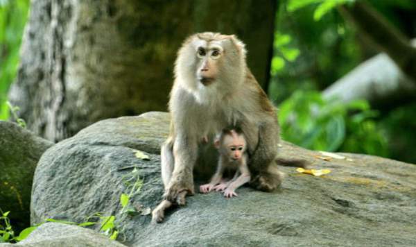 Khám phá loài khỉ có đuôi như lợn, vô cùng quý hiếm ở Việt Nam 4