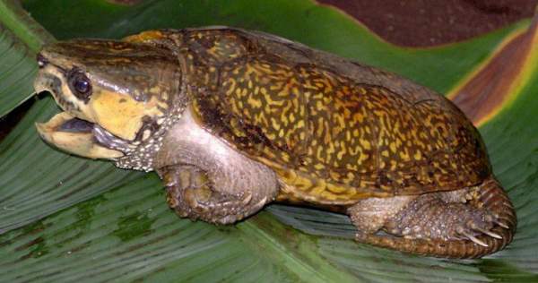 Loài rùa quý hiếm ở Việt Nam: Không rụt được cổ nhưng có thể trèo cây phăm phăm 2