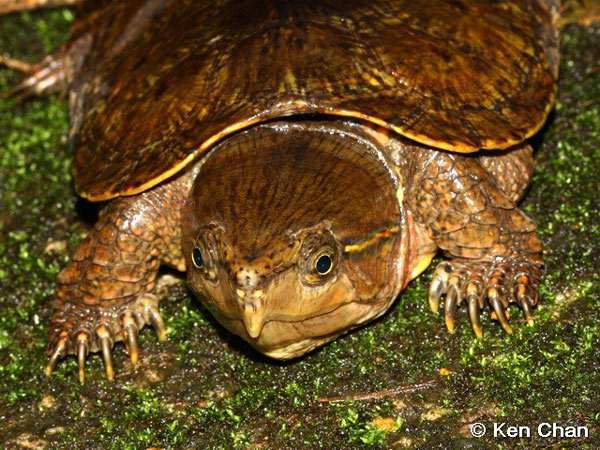 Loài rùa quý hiếm ở Việt Nam: Không rụt được cổ nhưng có thể trèo cây phăm phăm 3