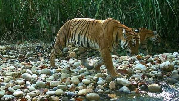 Hổ Nepal đang hồi sinh, số lượng tăng gấp đôi chỉ trong chưa đầy 1 thập kỷ