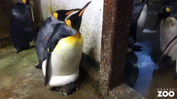 Cặp cánh cụt đồng tính âm mưu "bắt cóc" cánh cụt con về nuôi 2