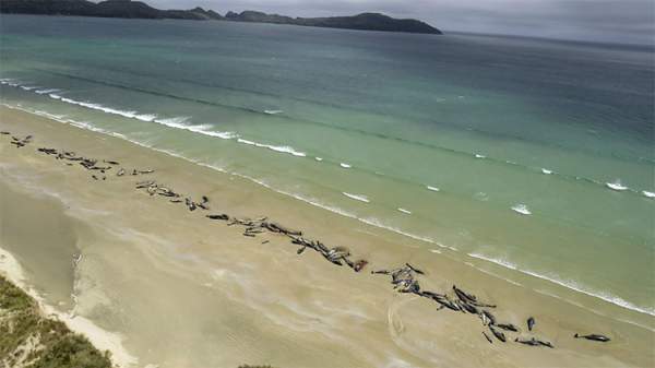 Xác 145 con cá voi phủ dọc bãi biển New Zealand