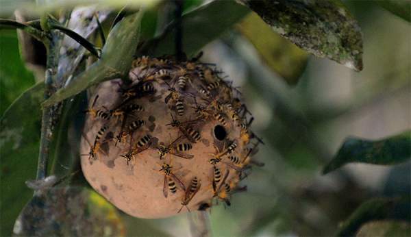 Nọc độc ong bắp cày có thể giúp con người chống lại siêu vi khuẩn