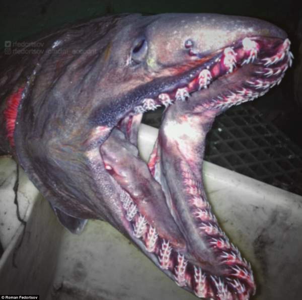 Bộ ảnh "quái vật ngoài hành tinh" dưới biển đã trở lại và kinh dị hơn xưa