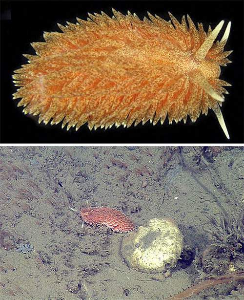 5 loài hải sâm tuyệt đẹp mới phát hiện ở Thái Bình Dương 2