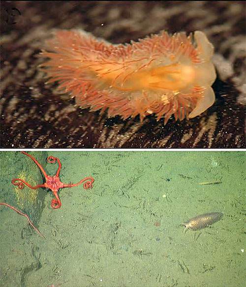 5 loài hải sâm tuyệt đẹp mới phát hiện ở Thái Bình Dương 3