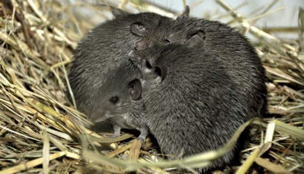 Loài chuột kỳ lạ hay "thí" luôn da cho kẻ săn mồi