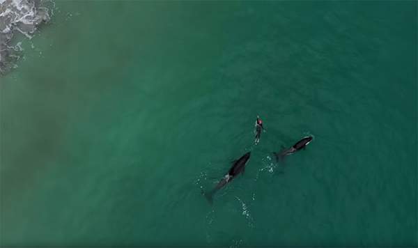 Cá voi sát thủ bao vây người đi biển ở New Zealand