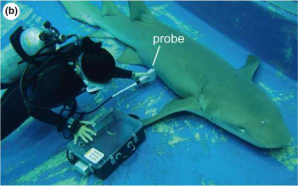 Cá mập con bơi sang tử cung khác để ăn trứng chưa nở của mẹ 2