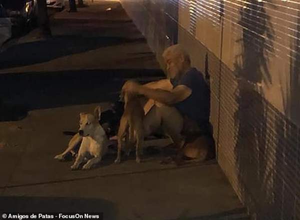 Clip “bầy chó đuổi theo xe cứu thương chở ông chủ vô gia cư” khiến dân mạng cảm động 2