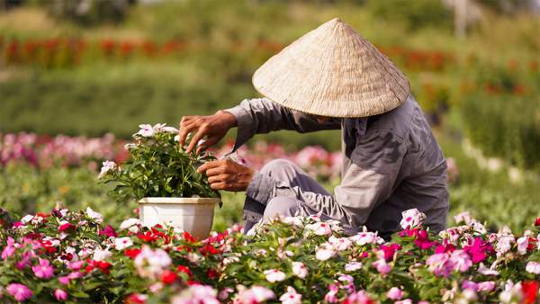 Nông dân trồng hoa Sài Gòn tất bật vụ Tết, lo trời "trở chứng" 9