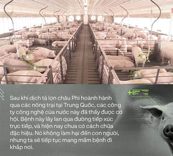Trung Quốc chống lại dịch tả lợn châu Phi bằng công nghệ nhận diện mặt lợn như thế nào?