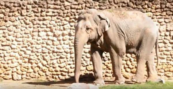 "Con voi buồn nhất thế giới" qua đời sau 43 năm bị biệt giam