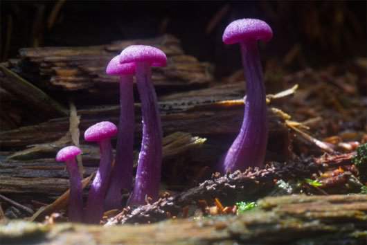 Những loài nấm kỳ lạ nhất thế giới 11