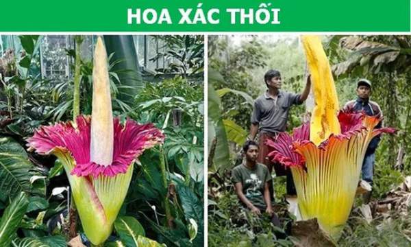 Sửng sốt với những loài thực vật sở hữu “siêu năng lực”