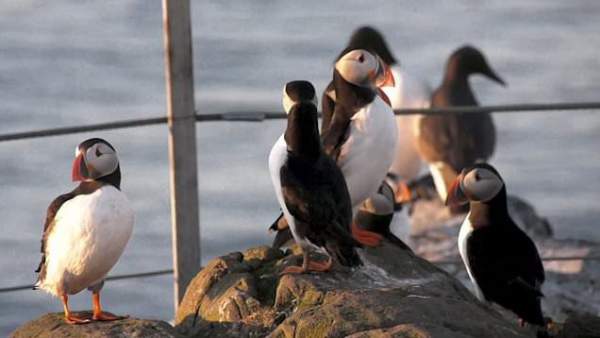 Hòn đảo có loài chim vừa trở về từ "cõi chết" khiến giới khoa học vui mừng khôn xiết