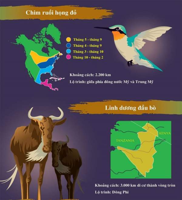 Những loài động vật di cư dài nhất trong tự nhiên 3