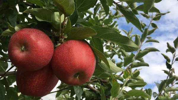 Những tác dụng tuyệt vời cho sức khỏe của trái táo 3