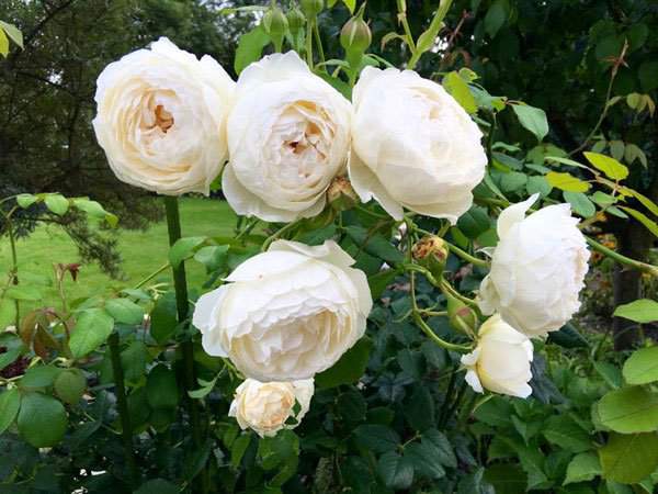 10 loài hoa hồng đẹp nhất thế giới 3
