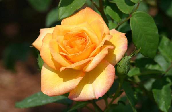 10 loài hoa hồng đẹp nhất thế giới 8