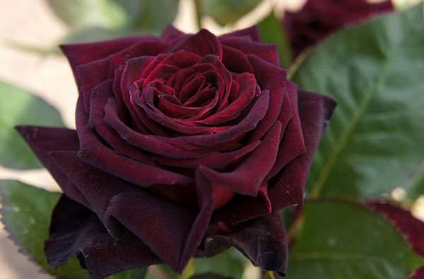 10 loài hoa hồng đẹp nhất thế giới 9