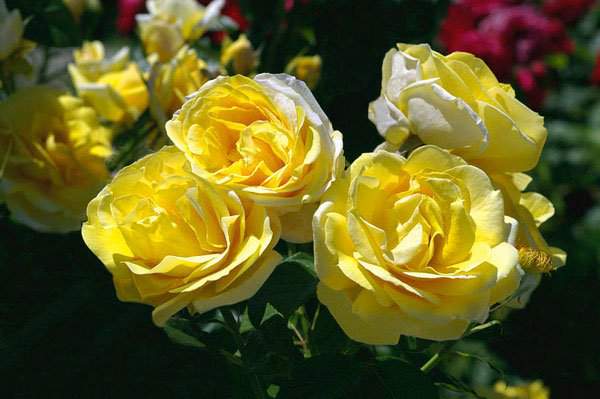 10 loài hoa hồng đẹp nhất thế giới 2
