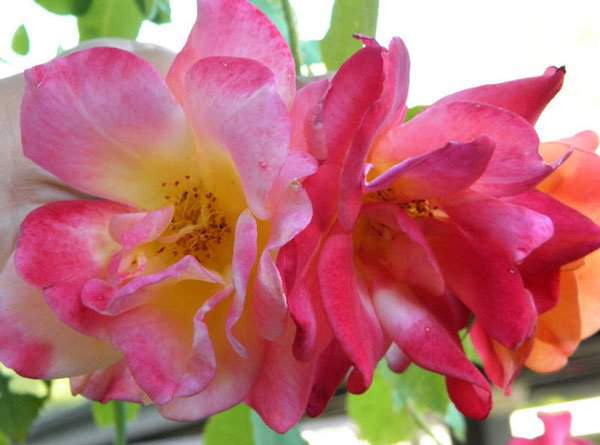 10 loài hoa hồng đẹp nhất thế giới
