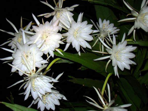 10 loài hoa nở đêm đẹp nhất thế giới 7