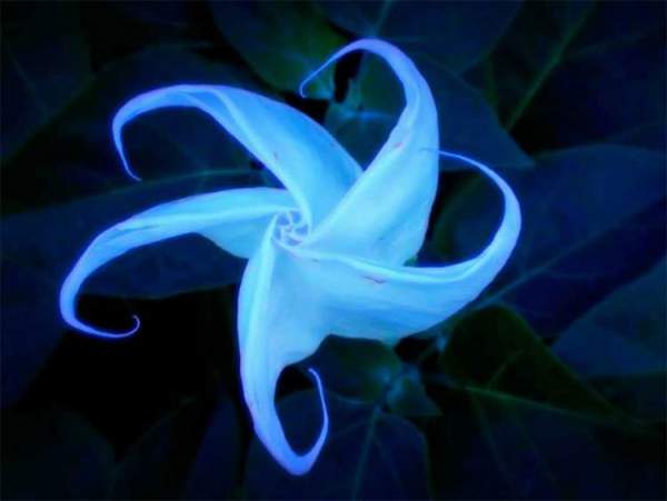 10 loài hoa nở đêm đẹp nhất thế giới 3