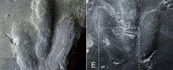 Tìm thấy dấu chân khủng long được bảo tồn hoàn hảo cực hiếm