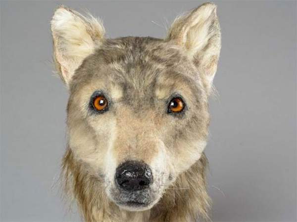 Tái hiện khuôn mặt của con chó 4.000 năm tuổi