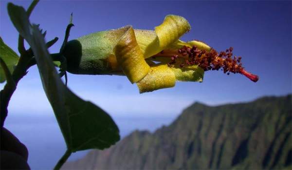 Thiết bị bay không người lái bất ngờ phát hiện loài hoa ở Hawaii được cho đã tuyệt chủng