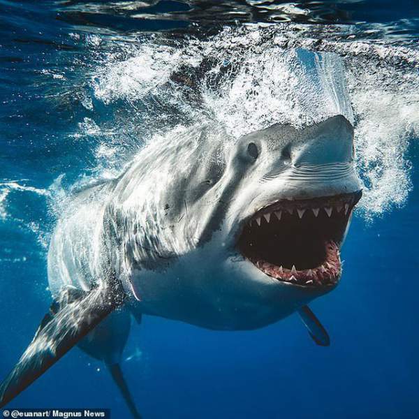 Bức ảnh gợi nhớ sự kinh hoàng của “Hàm cá mập” 4