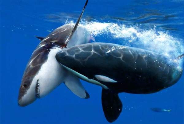 Loài vật gieo rắc nỗi sợ hãi cho cá mập trắng lớn