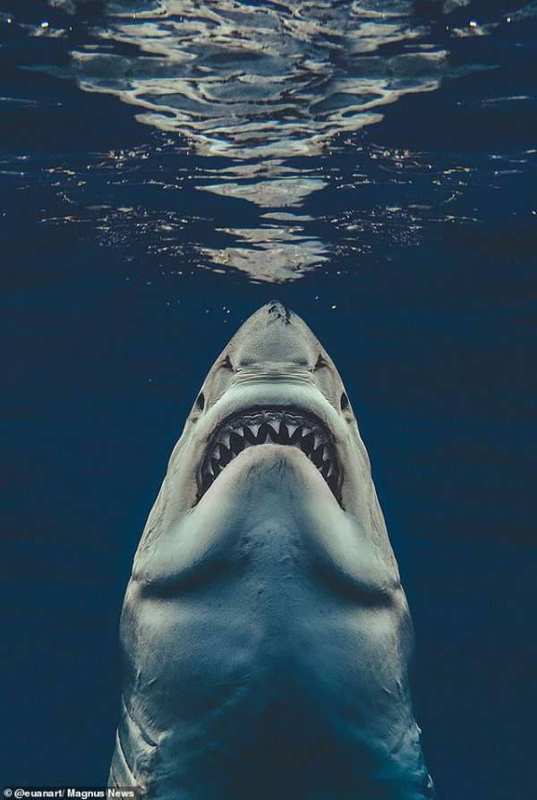 Bức ảnh gợi nhớ sự kinh hoàng của “Hàm cá mập” 2