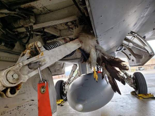 F-35B đâm phải chim khi cất cánh, Mỹ thiệt hại hàng triệu USD 2