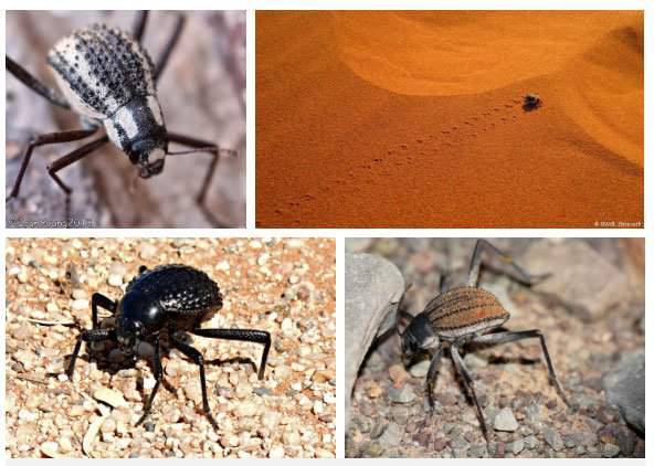 Chiến thuật sinh tồn tuyệt vời của loài bọ sống tại một trong những sa mạc khô nhất thế giới 4