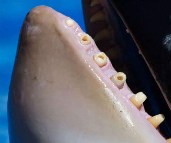 Cá voi sát thủ có thể tử vong vì... đau răng 2